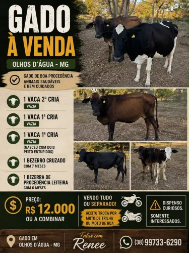 Vacas de leite à venda