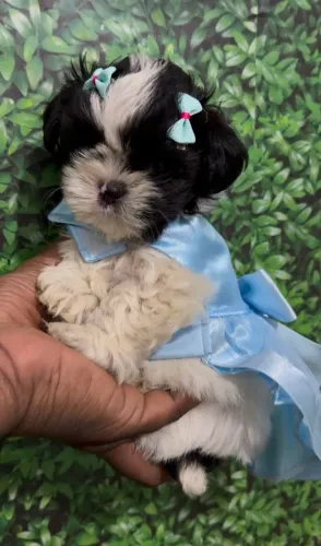 Shitzu Branca e Preta 