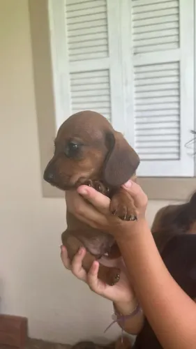 Dachshund Belíssimo bem caramelo
