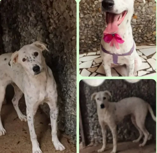 Doa-se uma cadela. 1 ano e 2 meses. Vacinada