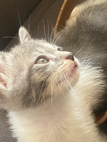 Doação de gato