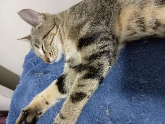 Doa-se está gata