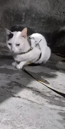 Gatinho adulto mansinho disponível para adoção responsável