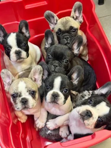FILHOTES BULDOGUE FRANCÊS