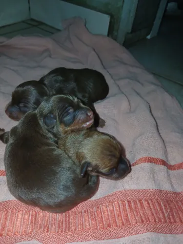 Pinscher