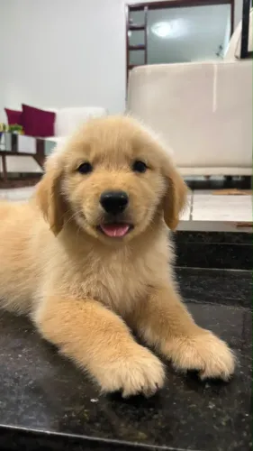 Filhote Golden Retriever 