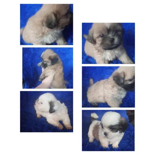 Shih Tzu