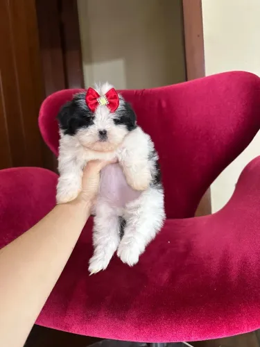 Shih tzu fêmea mini pandinha 100% legítima 