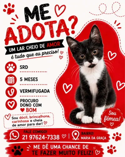 Gatinho fêmea filhote 