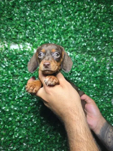 Dachshund encantador procurando família