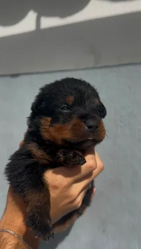 Filhote macho de Rottweiler 