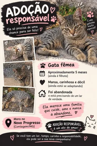 Gatinha fêmea para doação