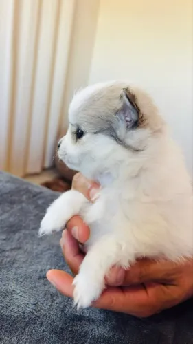 Lulu da Pomerânia