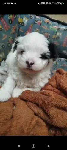 Lhasa apso puro junto com a foto da mãe 