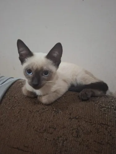 Gato Filhote para Adoção