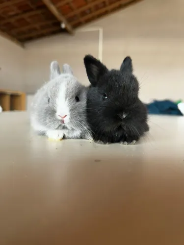 Vende-se coelha fêmea netherland Dwarf