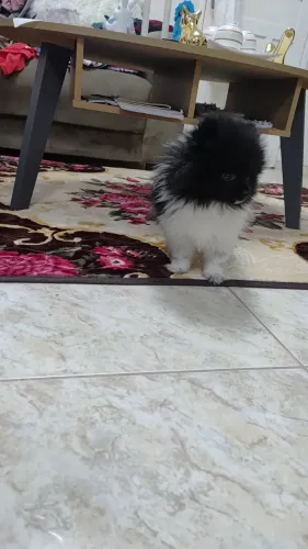 lulu da pomeranea ursinho anão 