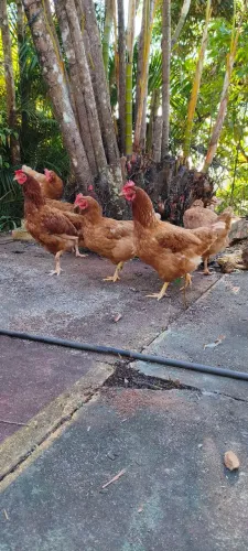 Galinhas Embrapa 051 e Isabrown