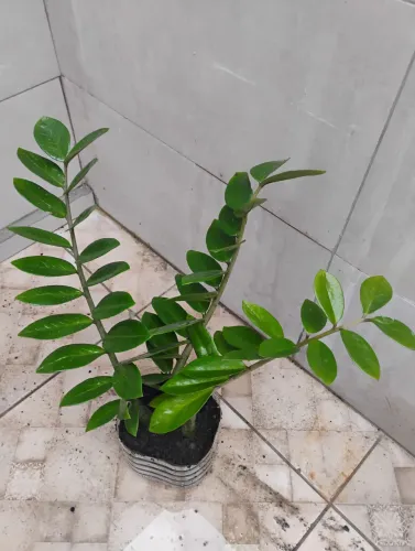 Planta Zamioculcas com 65 cm 3 hastes