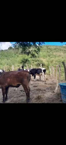 Gado para vender