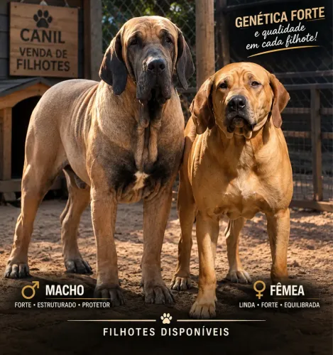 Filhotes de fila brasileiro