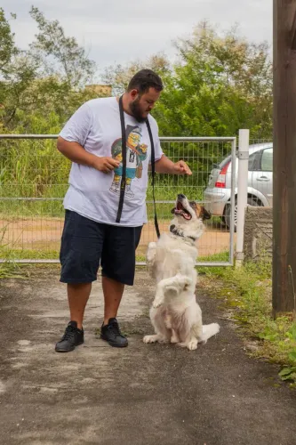 AK-48 ADESTRAMENTO DE CÃES 