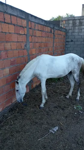 Vendor cavalo novo inteiro