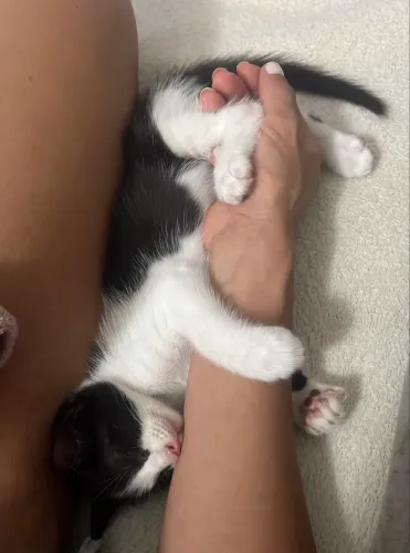 Gatinhos para doação em itapuã