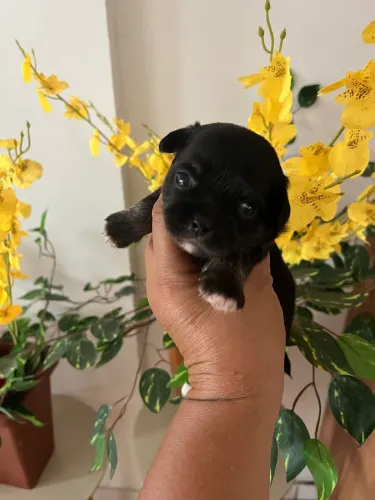 CHIHUAHUA MACHINHO 