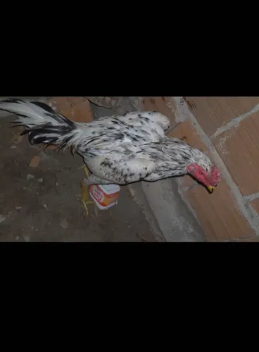 Frango de raça