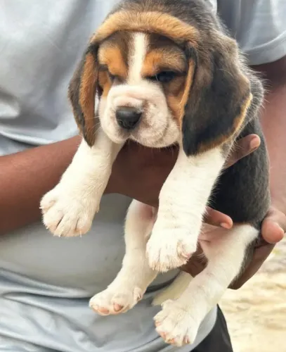 Filhotes de Beagle | Filhotes com expressões que despertam curiosidade!