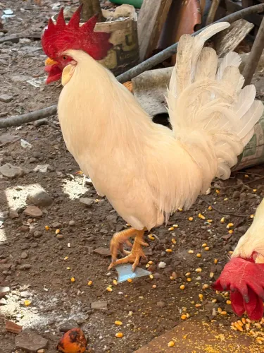 VENDO: Um galo