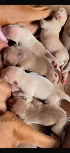 Filhote pitbull com América bully