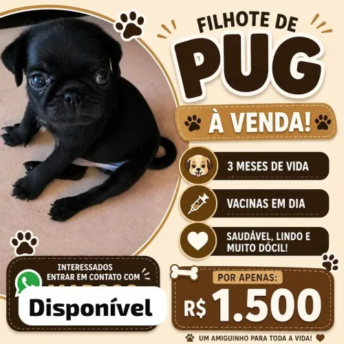 Vendo filhote de pug