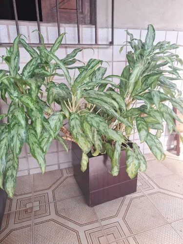 Planta grande natural com vaso de rodinhas