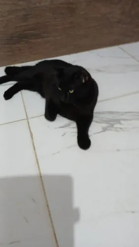 Gato preto