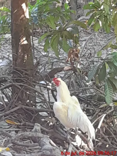 Vende-se 1 galo branco caipira