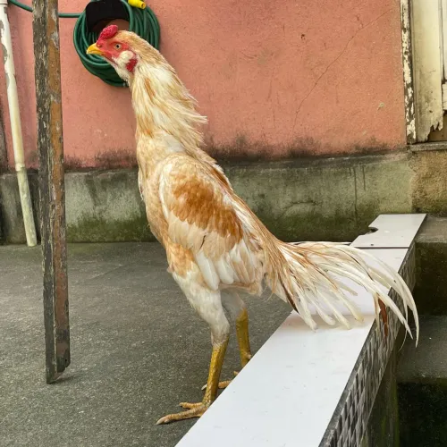Galo indio cor exotica
