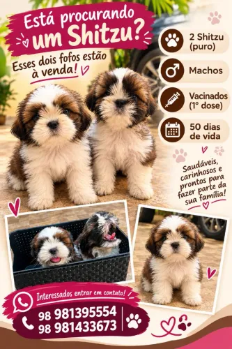 Está procurando um Shitzu? Tenho dois lindos machos para vender.