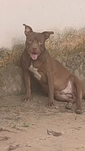 Cachorro