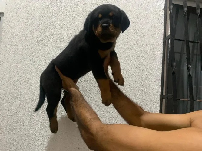 Vendo filhotes de rottweiler 