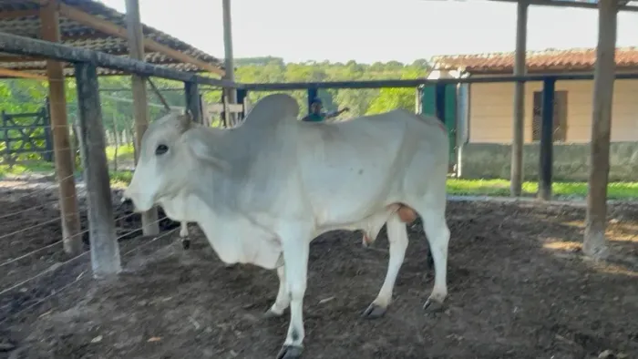 Lote de Gado - Excelente Oportunidade