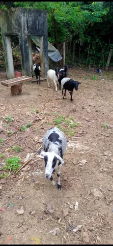 A venda 6 carneiros de raça 