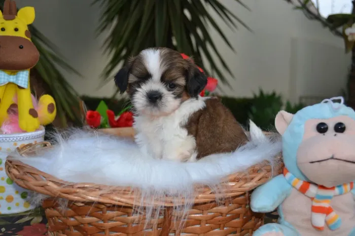 Shihtzu Machinho disponível!