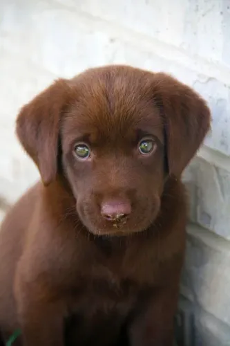 Filhotes de Labrador perfeito para sua familia !
