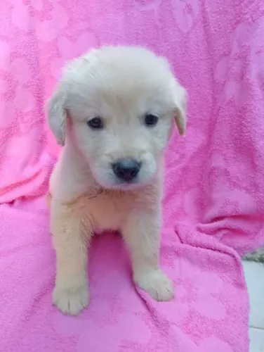 Filhote Golden Retriever, Seu novo amigo fiel está te esperando!