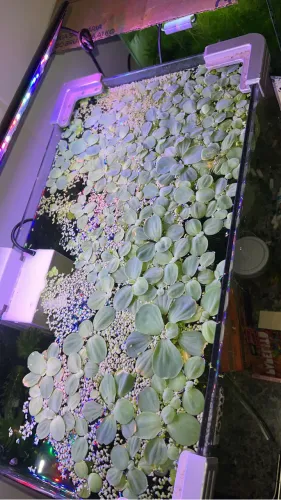 Aquário ( Plantas aquáticas )