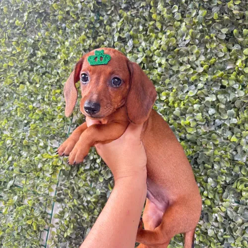 Dachshund (salsichinha) MACHO