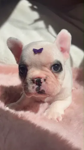 Bulldog Fêmea disponível