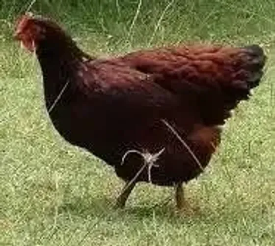 Rodhia